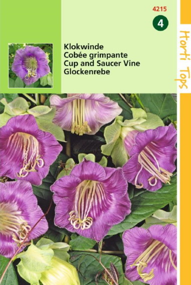 Klokwinde paars (Cobaea scandens) 20 zaden HT